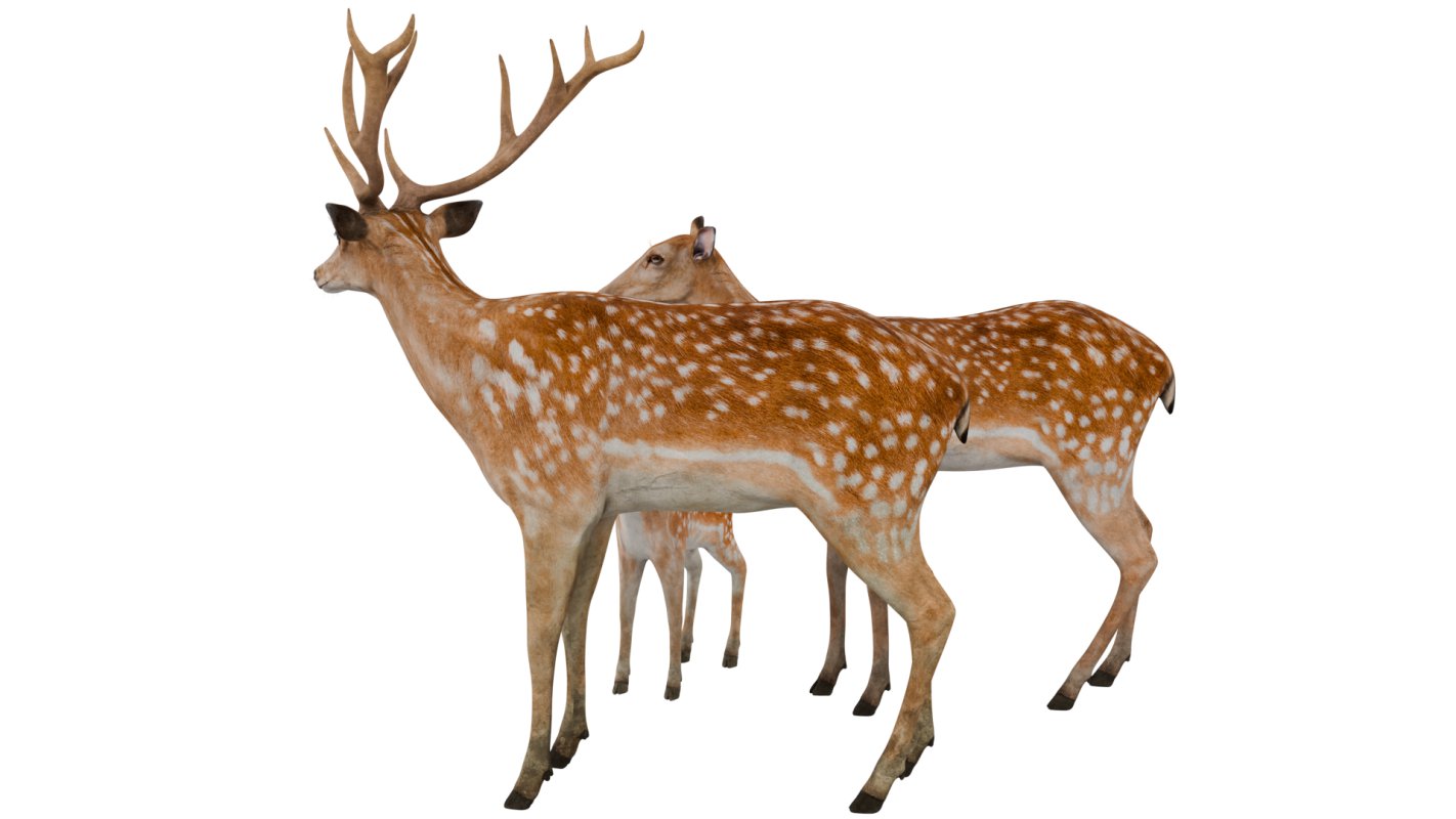 Deer Family - Image 5