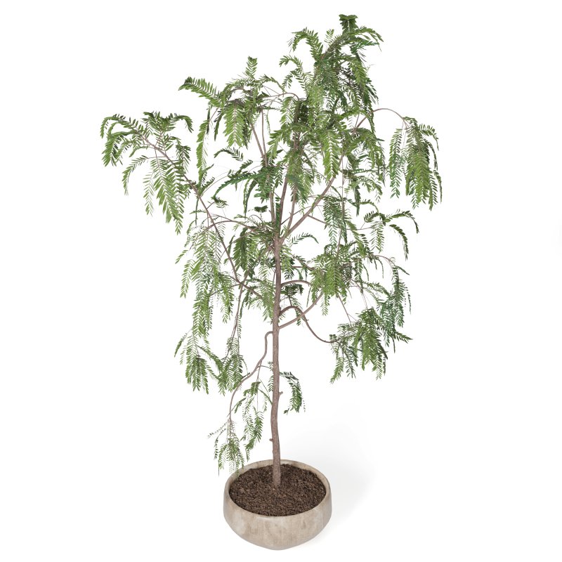 Indoor Plant Suamei - Image 3