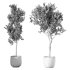 Olive Tree Indoor Plant Set.22 - Thumbnail 4