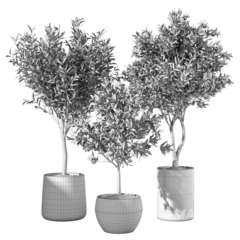 Olive Tree Indoor Plants Set.5 - Image 2