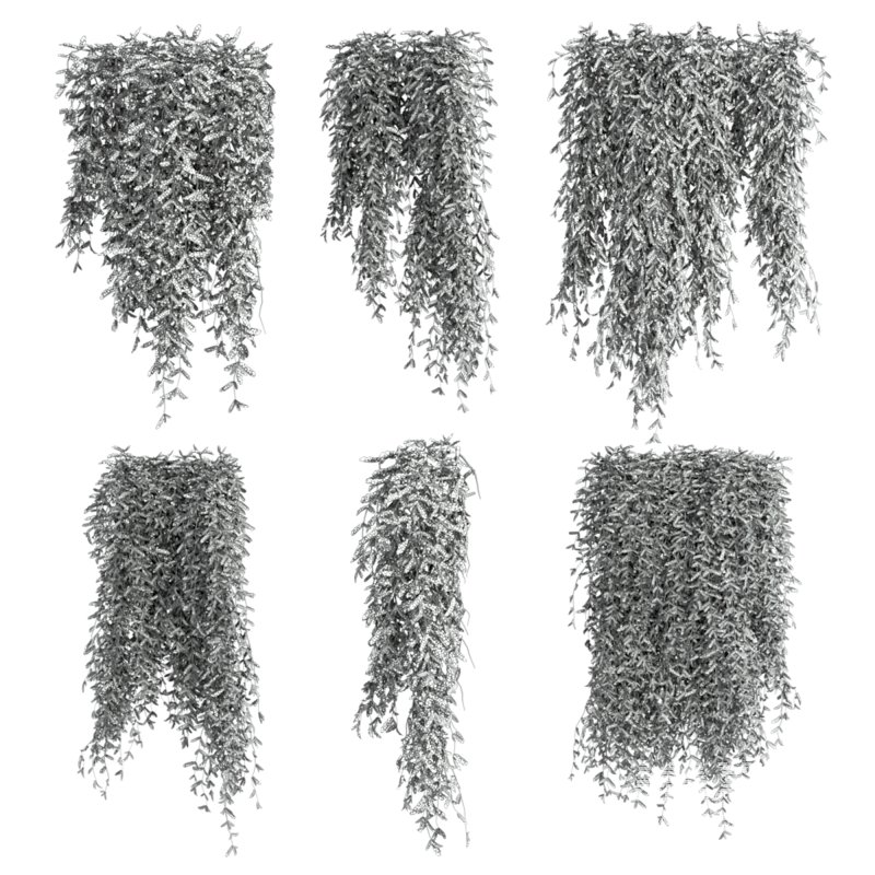 ivy plants - Image 2