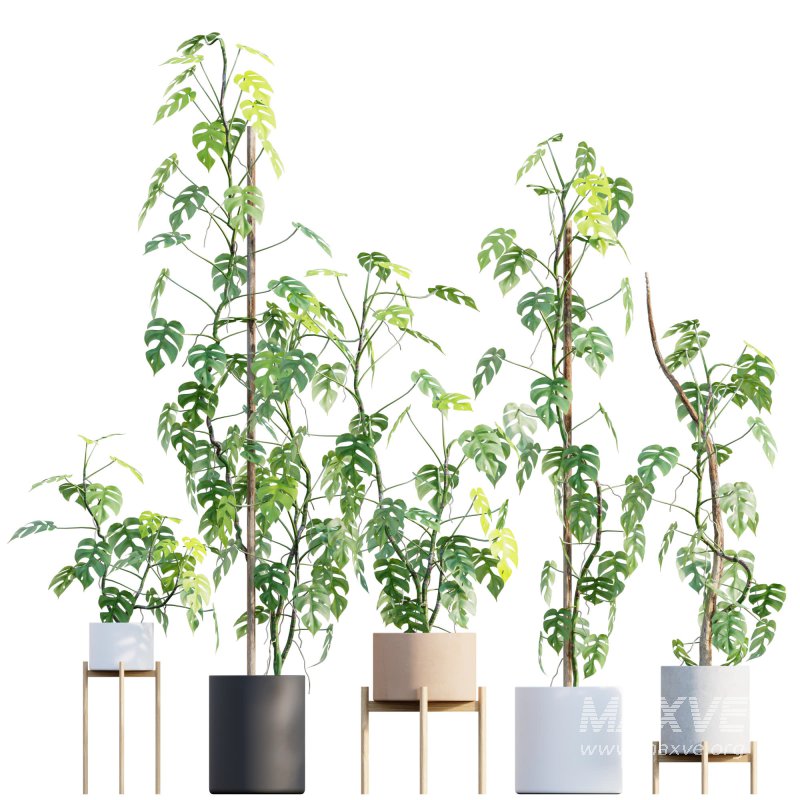 Rhaphidophora tetrasperma – Mini Monstera - Image 1