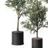 Olive Tree Indoor Plant Set.9 - Thumbnail 3