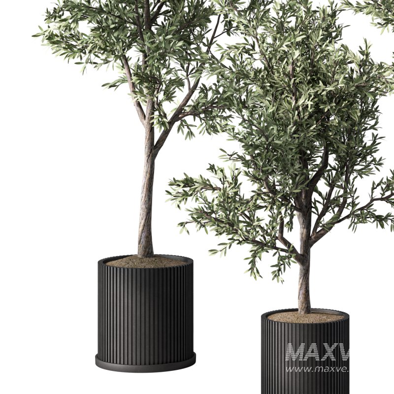 Olive Tree Indoor Plant Set.9 - Image 3