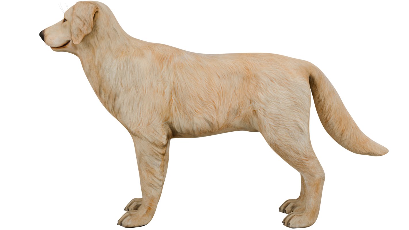 Golden Retriever - Image 4
