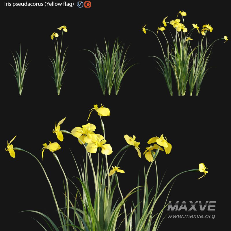 Iris pseudacorus – Yellow flag – 01 - Image 1