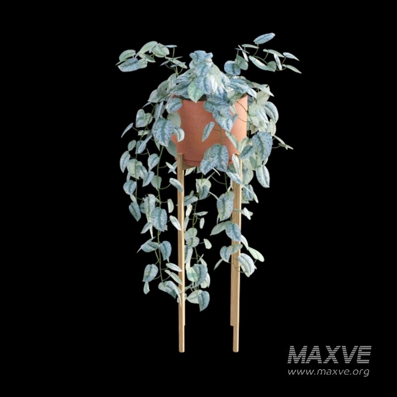 Scindapsus pictus – Satin Pothos – 02 - Image 4