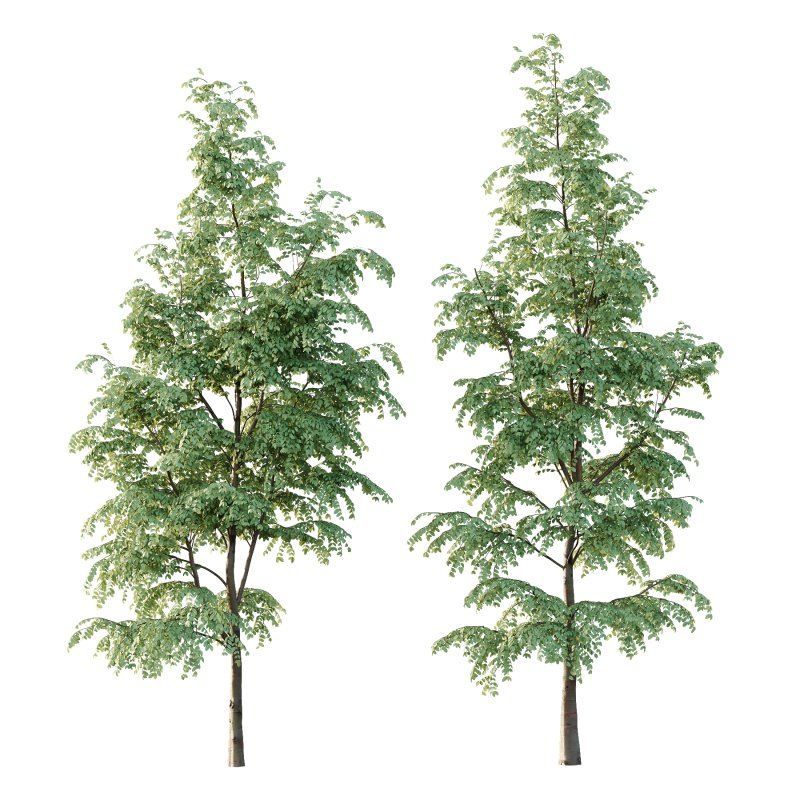 Carpinus Betulus Tree 06 - Image 4