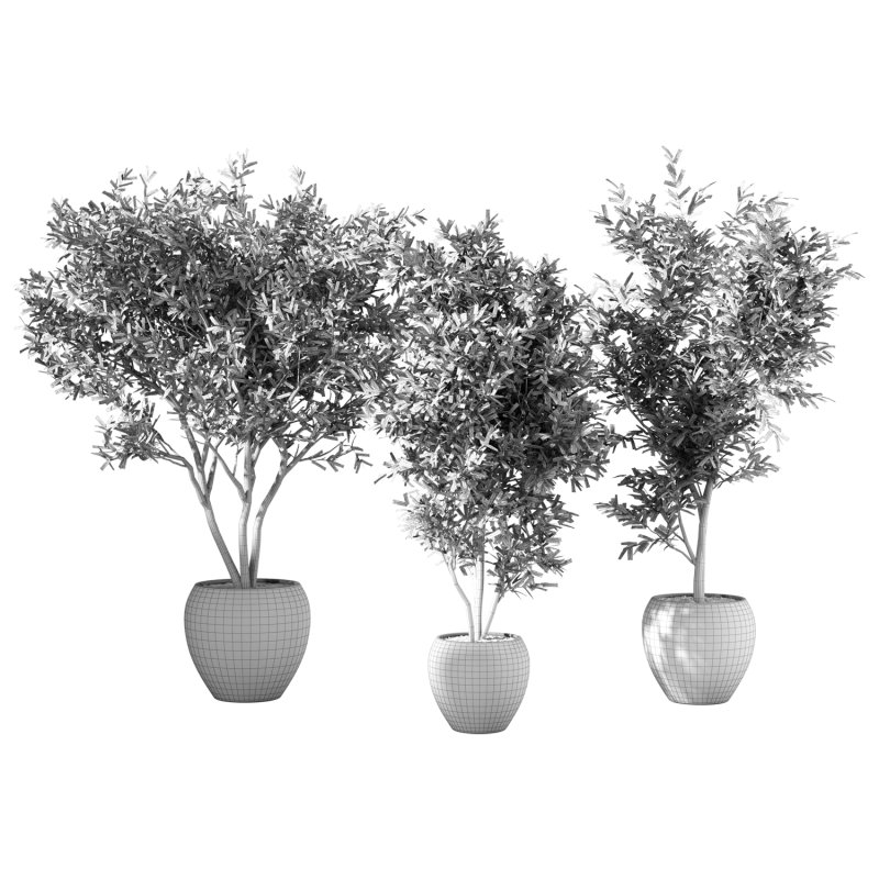 Olive Tree Indoor Plant Set.15 - Image 2