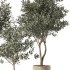 Olive Tree Indoor Plants Set.5 - Thumbnail 4
