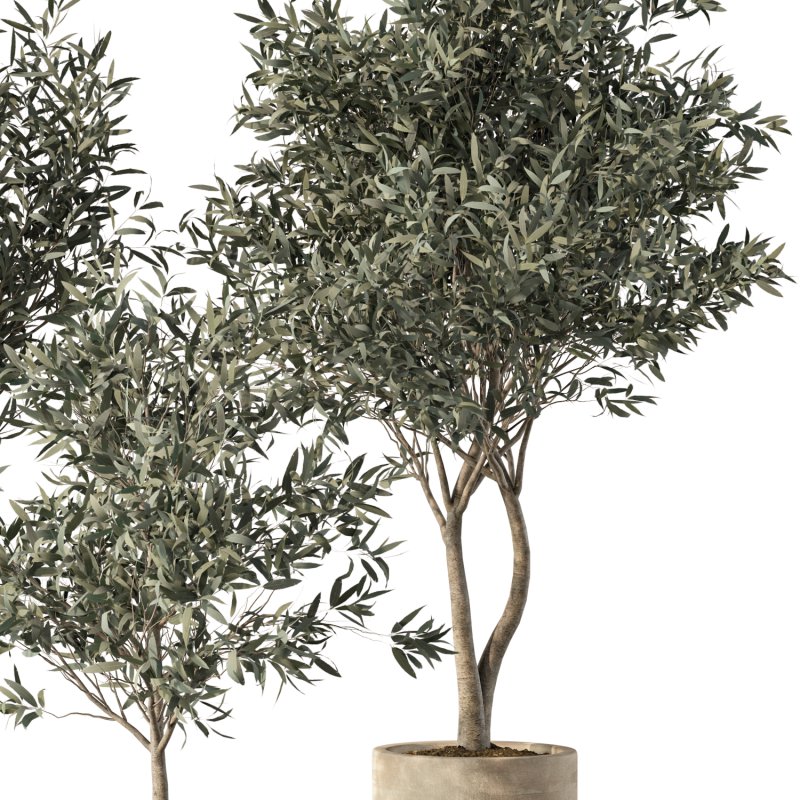 Olive Tree Indoor Plants Set.5 - Image 4