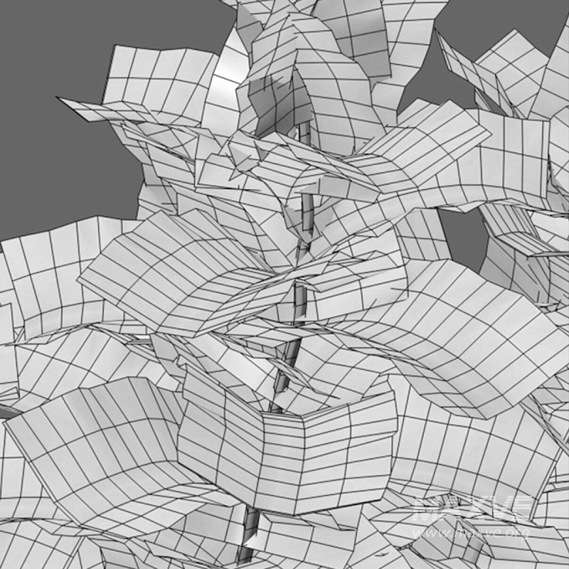 Ficus Lyrata – Ficus pandurata - Image 7