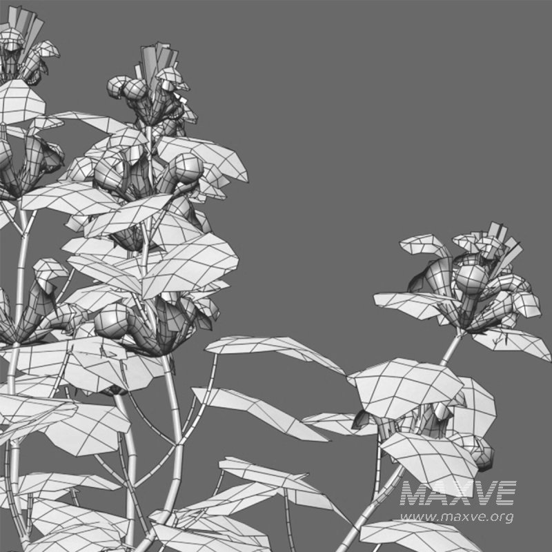 Lamium orvala – Balm-leaved white deadnettle – 02 - Image 3