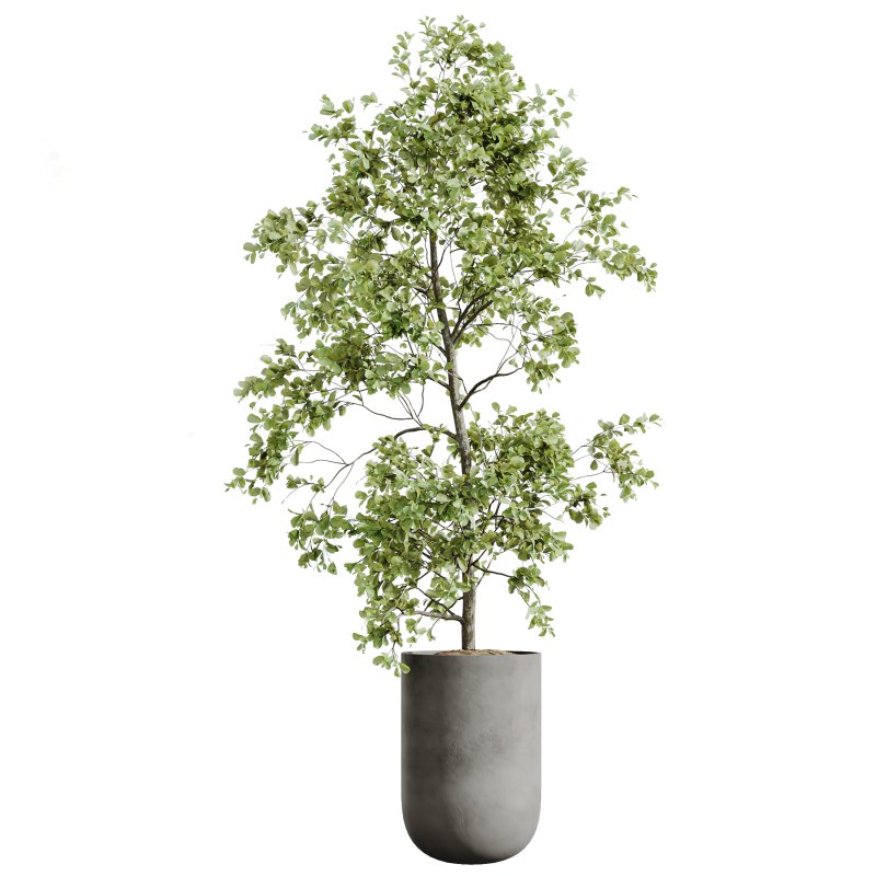 AV Indoor plants set 199 Mission Olive and Yucca Aloifolia Rostrata Palm and Briful Aquatica Grand Artificiel - Image 4