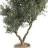 Olive Tree Indoor Plant Set.11 - Thumbnail 3