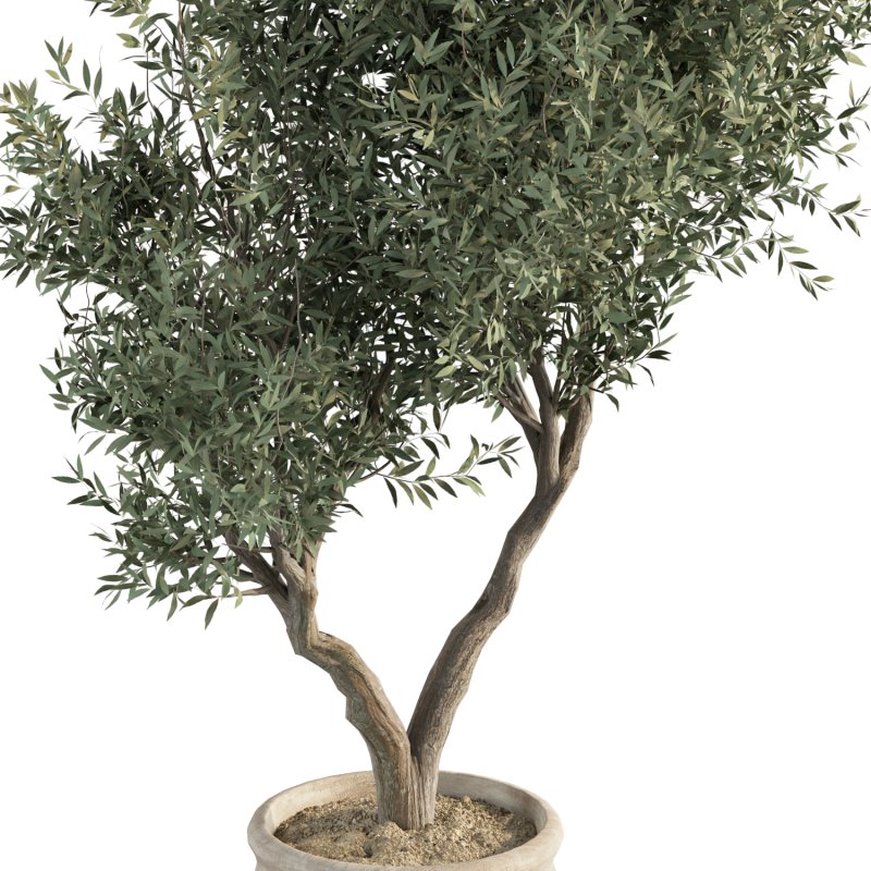 Olive Tree Indoor Plant Set.11 - Image 3