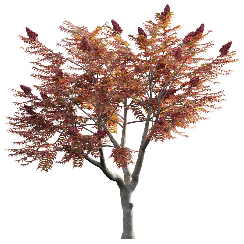 Rhus typhina – Staghorn Sumac 04 - Image 2