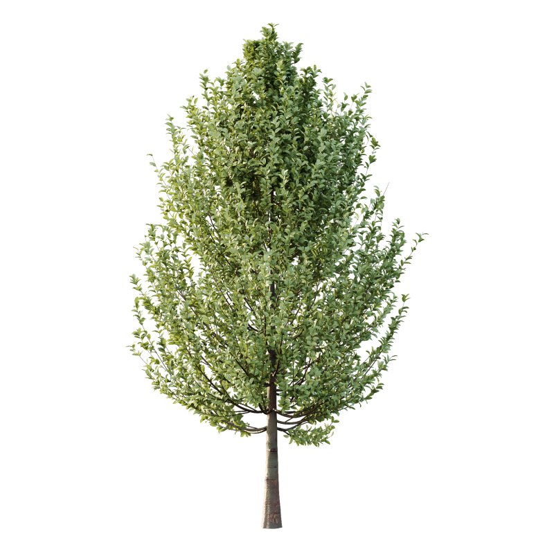 Carpinus Betulus Tree 04 - Image 2