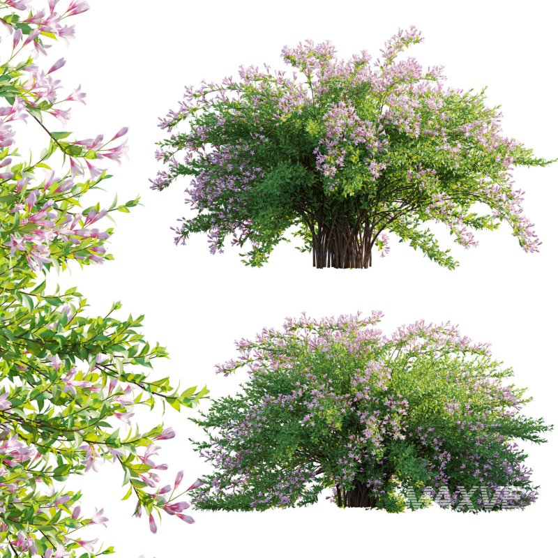 Weigela Florida 01 - Image 1