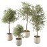 Olive Tree Indoor Plant Set.8 - Thumbnail 2