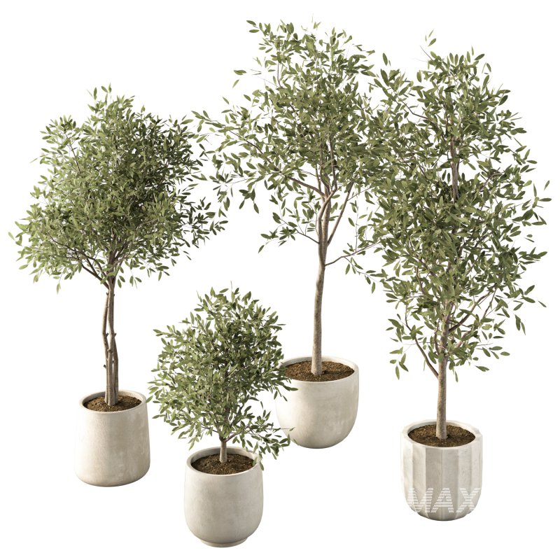 Olive Tree Indoor Plant Set.8 - Image 2