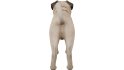 Pug - Thumbnail 2