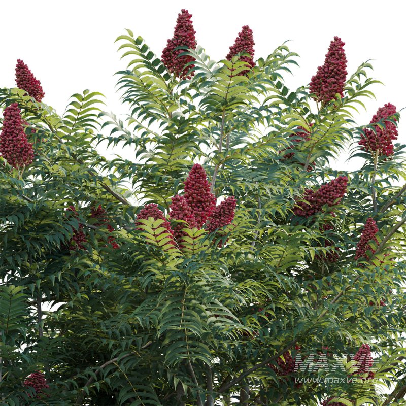 Rhus typhina – Staghorn Sumac 02 - Image 4