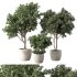Olive Tree Indoor Plants Set.2 - Thumbnail 1
