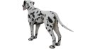Dalmatian - Thumbnail 1