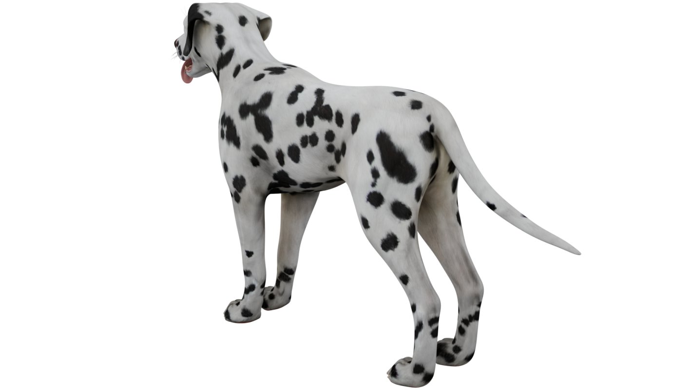 Dalmatian - Image 1