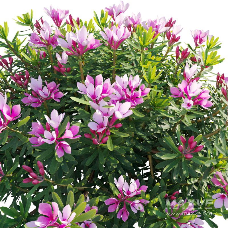 Daphne arbuscula – Shrubby daphne 01 - Image 4