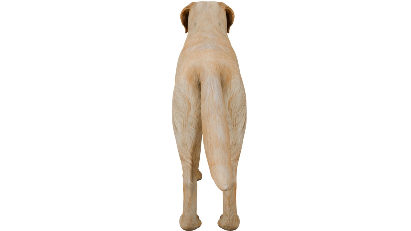 Golden Retriever - Image 1