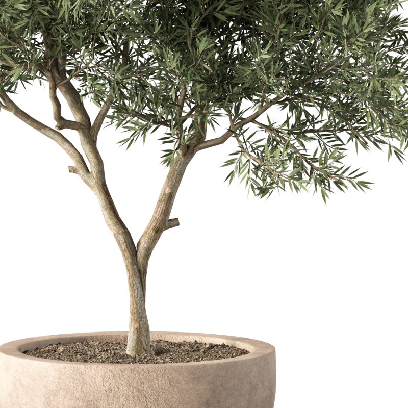 Olive Tree Indoor Plant Set.4 - Image 2