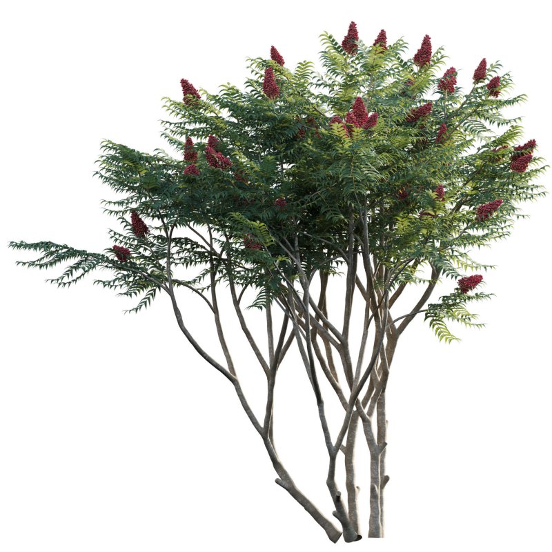 Rhus typhina – Staghorn Sumac 02 - Image 2