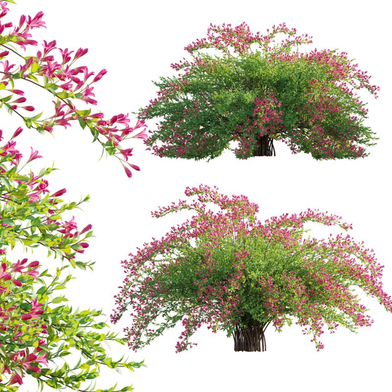 Weigela Florida 02 - Image 1