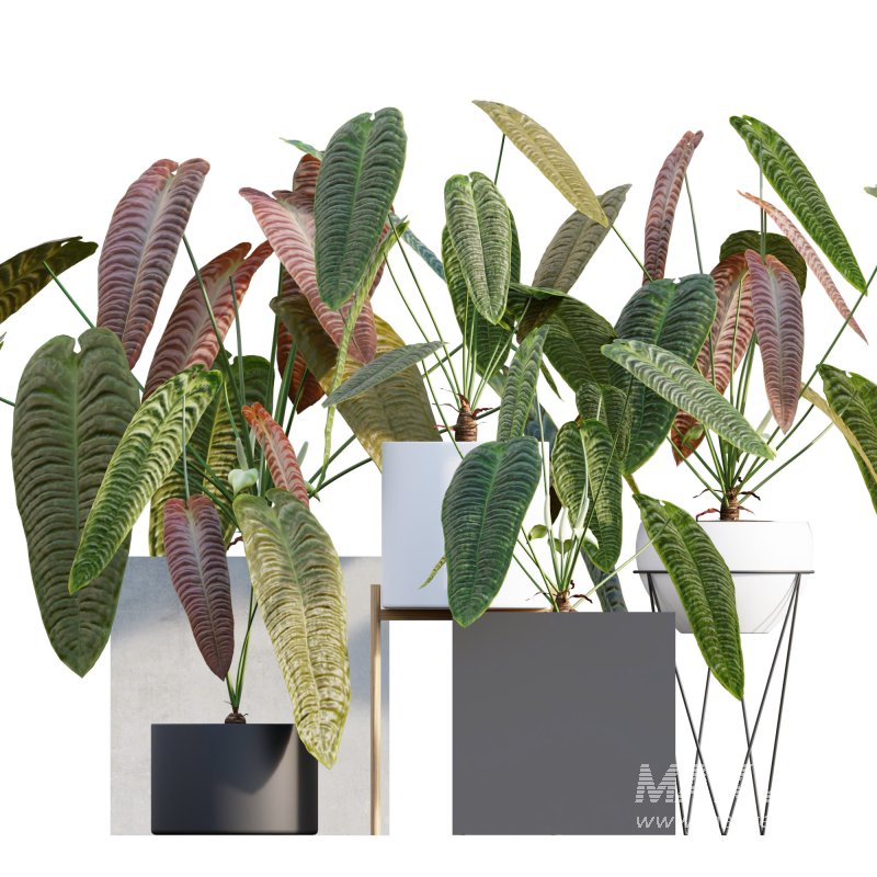 Anthurium Veitchii - Image 1