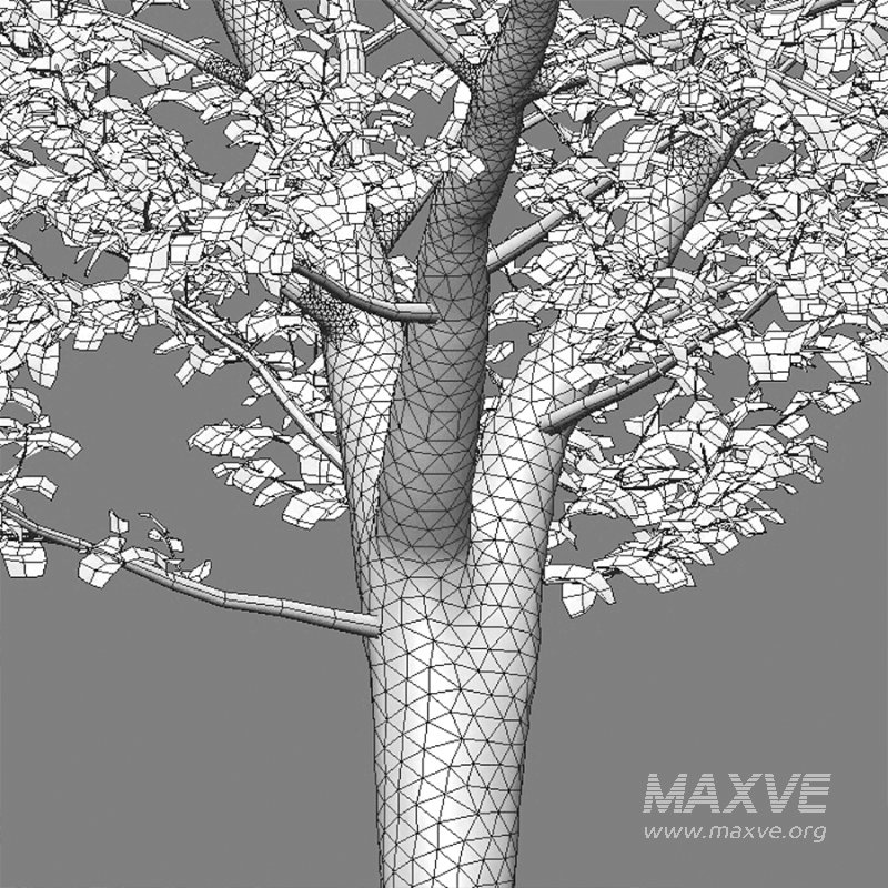 Carpinus betulus – Hornbeam – 02 - Image 3