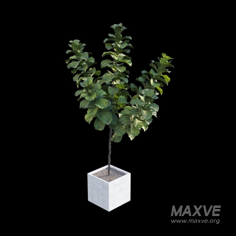 Ficus Lyrata – Ficus pandurata - Image 4