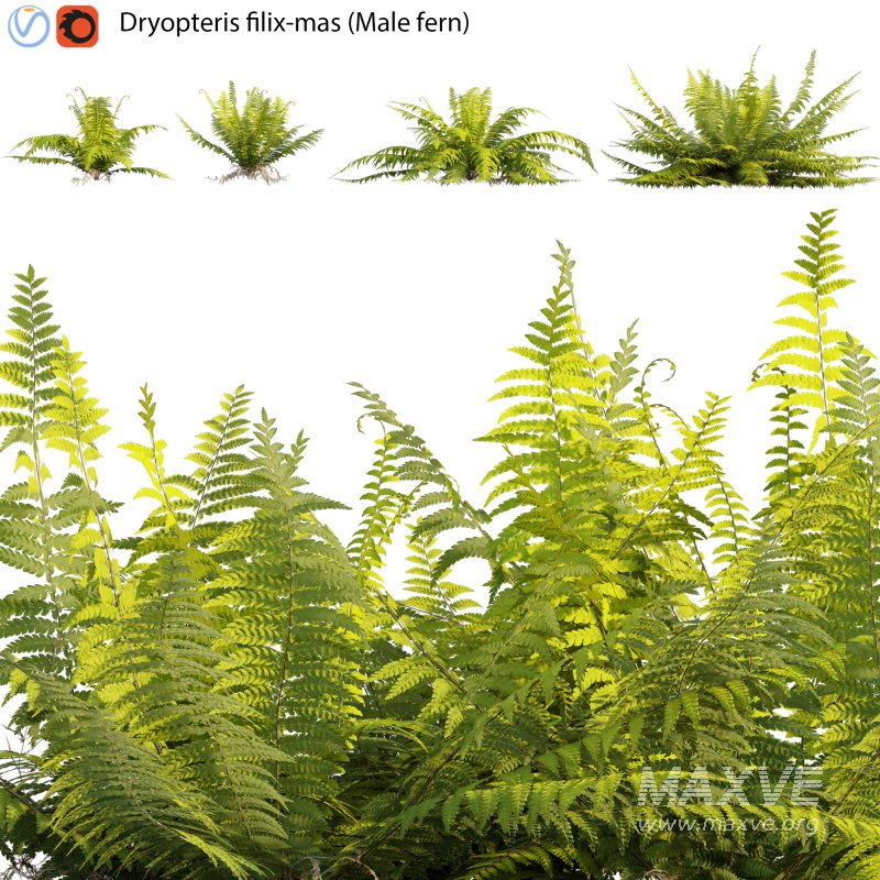 Dryopteris filix-mas – Male fern -01 - Image 1