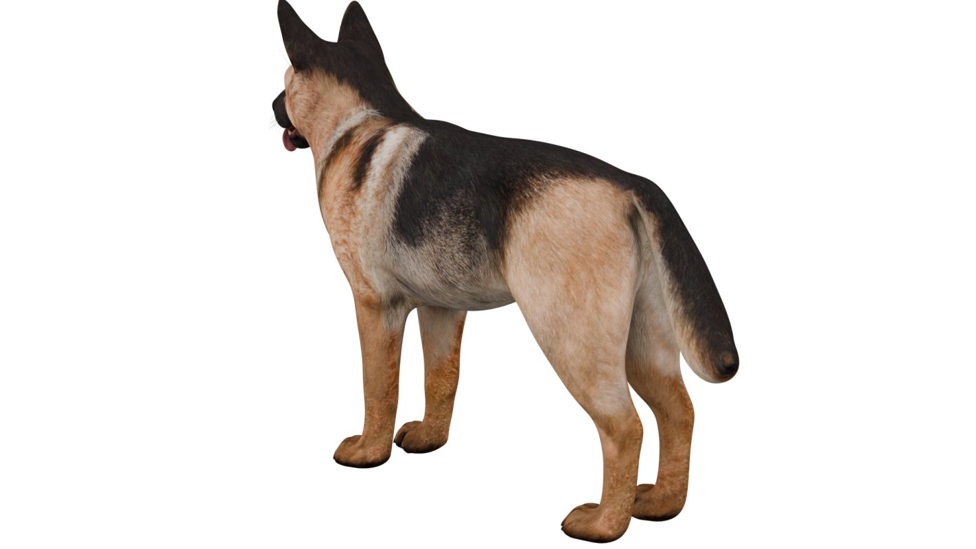 German Shepherd - Image 2