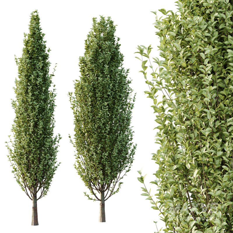 Carpinus Betulus Tree 04 - Image 3