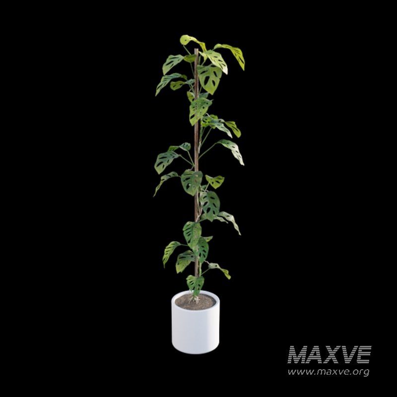 Monstera Adansonii – Swiss Cheese Plant – 02 - Image 5