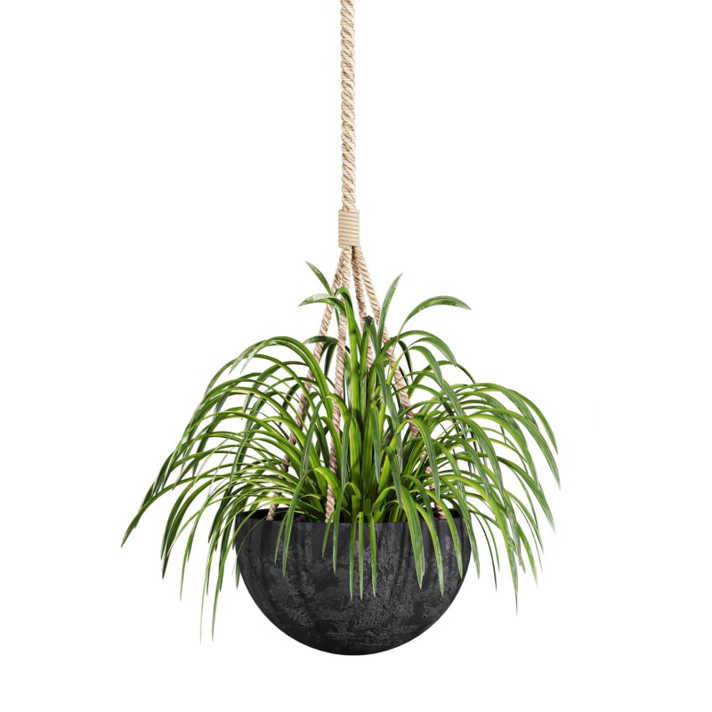 hanging plants - Image 2
