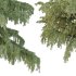 Cedrus deodara Tree 001 - Thumbnail 5
