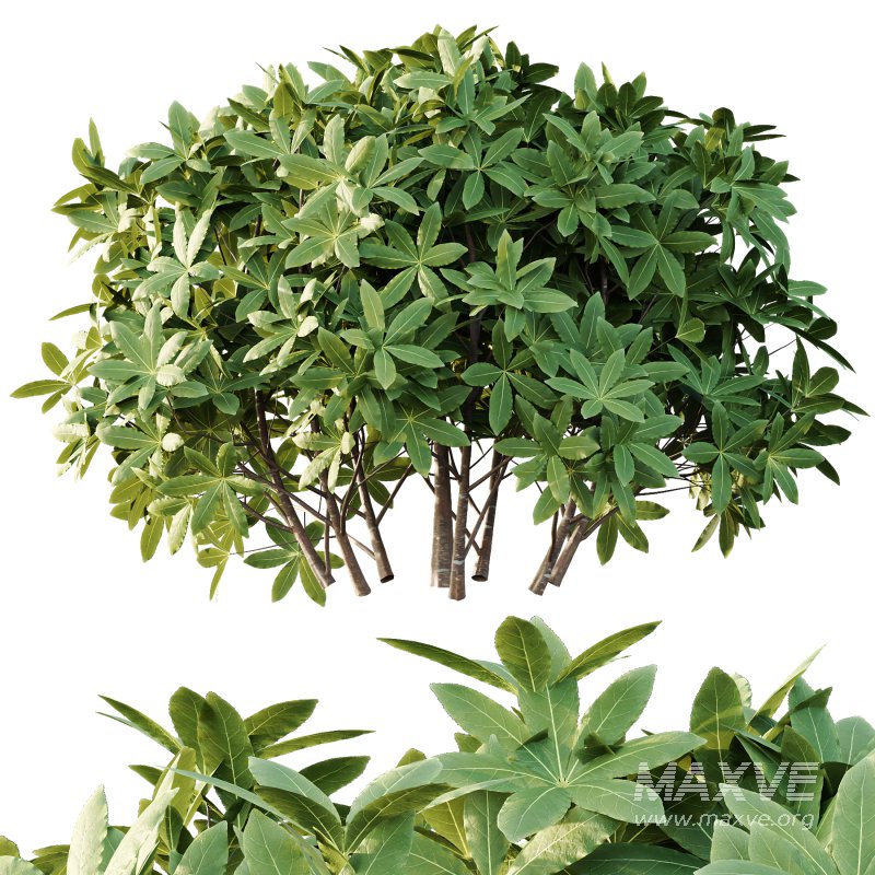 s: Oriental paperbush, mitsumata) is a plant in the family Thymelaeaceae. - Image 3