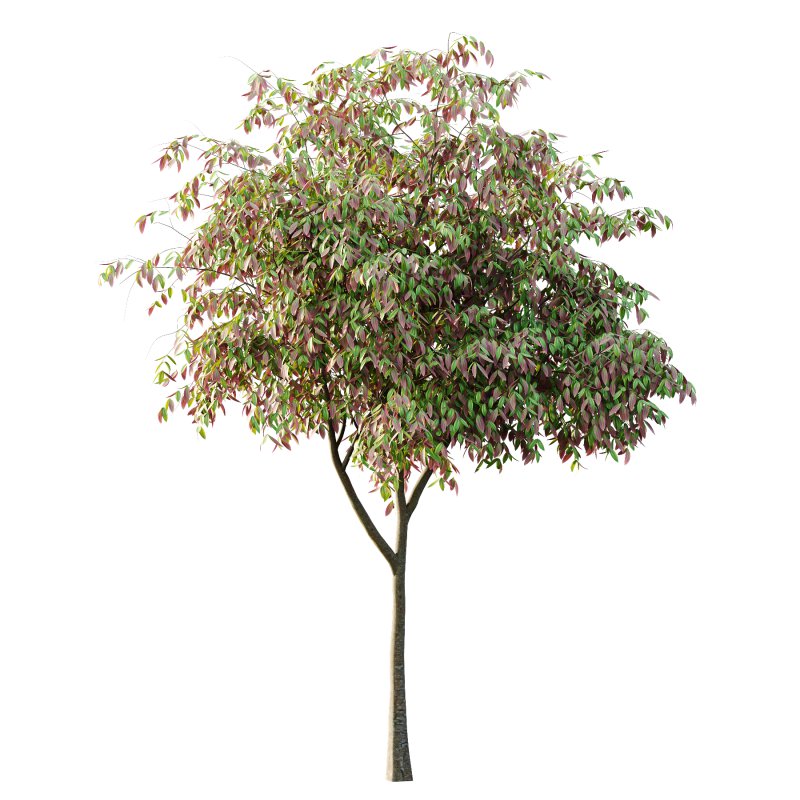 Cinnamomum burmannii Tree 03 - Image 6