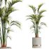 AV HousePlants Areca Majesty Cat Reed Palm - Thumbnail 2