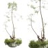 AV HousePlants Japandi Decorative Minimalism Ficus Dracaena Marginata20 - Thumbnail 2