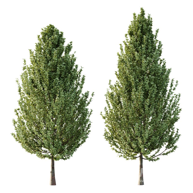 Carpinus Betulus Tree 02 - Image 1