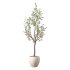 Olive Tree Indoor Plant Set.27 - Thumbnail 4